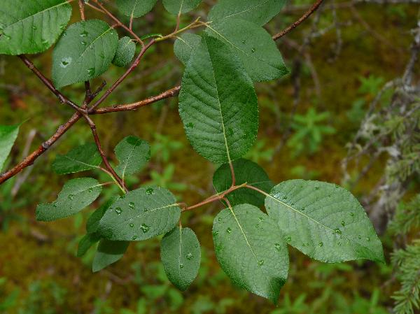 Photo of Salix pyrifolia by Jamie Fenneman