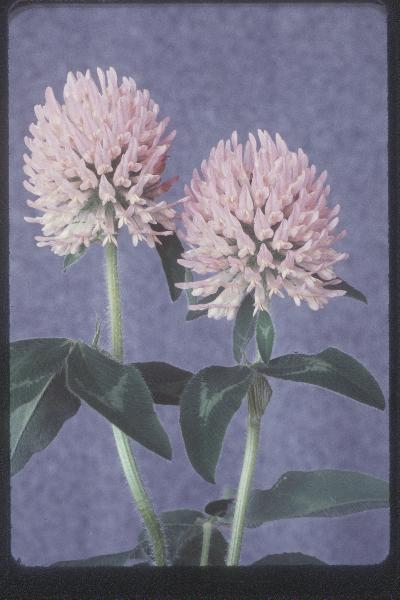 Photo of Trifolium pratense by Royal BC Museum (Tom Armstrong)