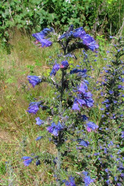 Photo of Echium vulgare by Val George