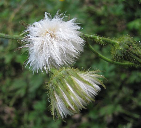 Photo of Sonchus arvensis ssp. arvensis by Rosemary Taylor