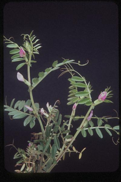Photo of Vicia sativa var. sativa by Royal BC Museum (Tom Armstrong)