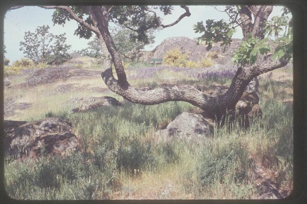 Photo of Quercus garryana by Royal BC Museum (Tom Armstrong)