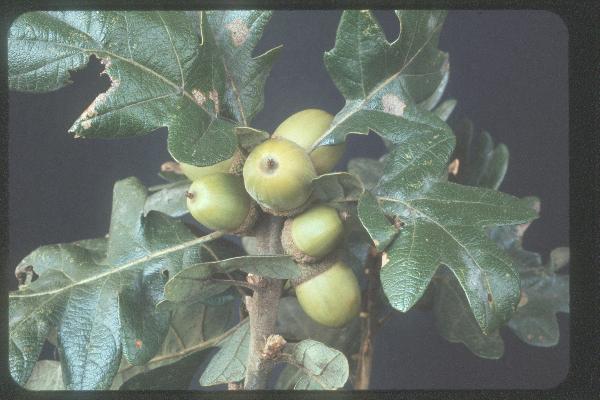 Photo of Quercus garryana by Royal BC Museum (Tom Armstrong)