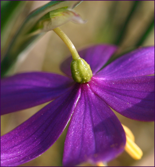 Photo of Olsynium douglasii var. douglasii by <a href="http://zork.cs.uvic.ca/ttl">Mary  Sanseverino</a>
