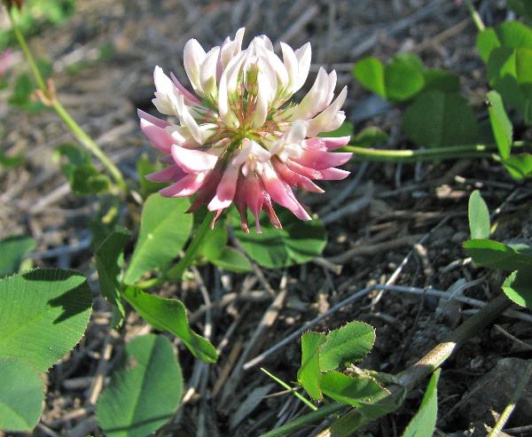 Photo of Trifolium hybridum by Rosemary Taylor