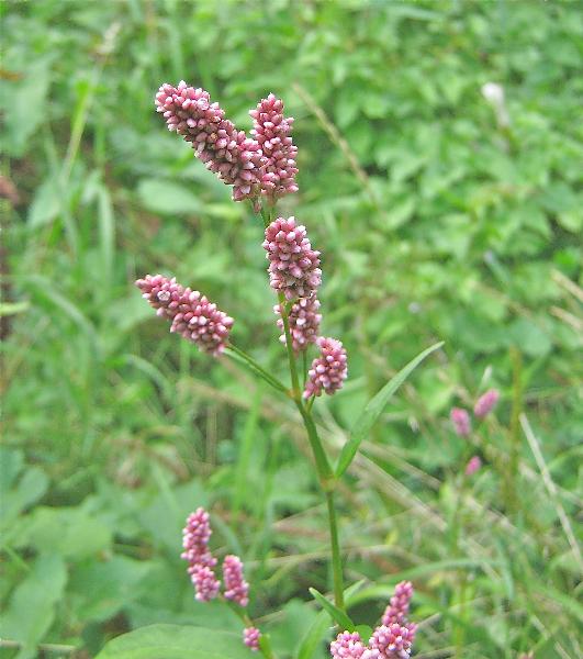 Photo of Persicaria maculosa by Rosemary Taylor