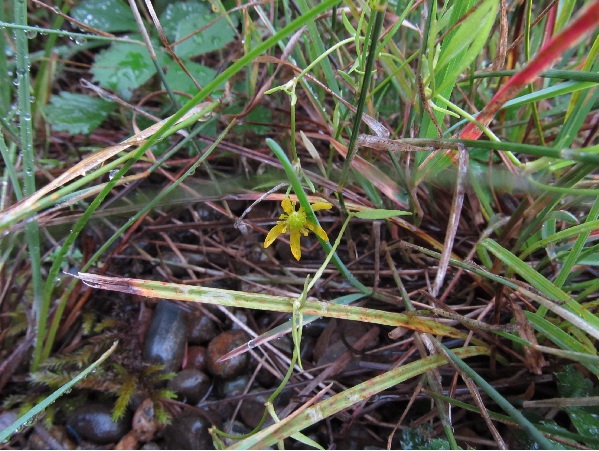 Photo of Ranunculus flammula var. reptans by Kristal Atkinson