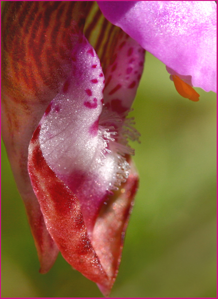 Photo of Calypso bulbosa var. occidentalis by <a href="http://zork.cs.uvic.ca/ttl">Mary  Sanseverino</a>