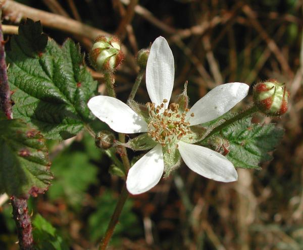 Photo of Rubus ursinus ssp. macropetalus by <a href="http://www.ece.ubc.ca/~ianc/">Ian Cumming</a>