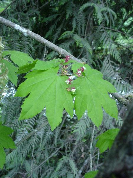 Photo of Acer circinatum by Province of British Columbia (Bill Jex)