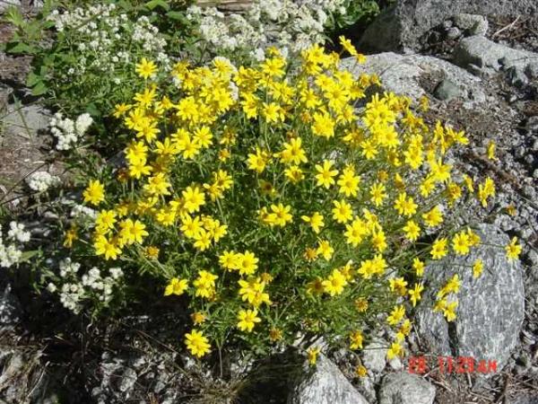 Photo of Eriophyllum lanatum var. leucophyllum by Province of British Columbia (Bill Jex)