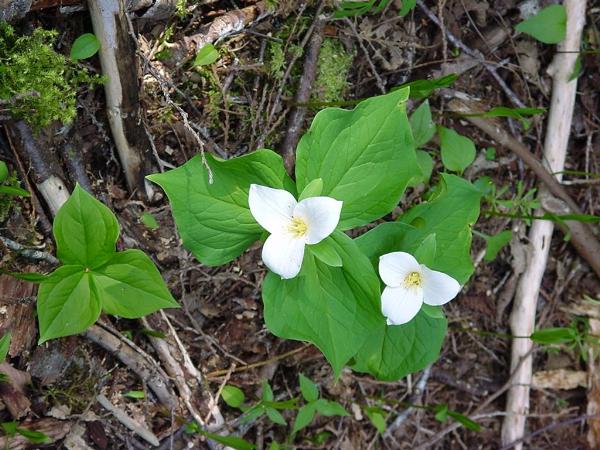 Photo of Trillium ovatum var. ovatum by Province of British Columbia (Bill Jex)