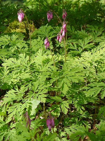 Photo of Dicentra formosa by Province of British Columbia (Bill Jex)