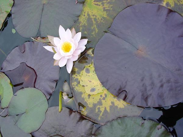 Photo of Nymphaea odorata by Province of British Columbia (Bill Jex)