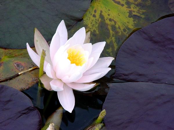 Photo of Nymphaea odorata by Province of British Columbia (Bill Jex)