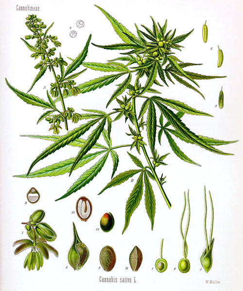 Photo of Cannabis sativa by Creative Commons