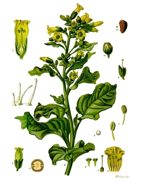 Photo of Nicotiana rustica by Creative Commons
