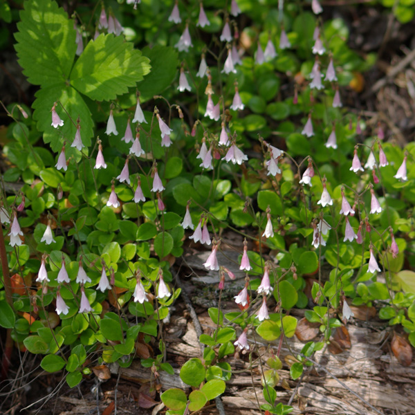 Photo of Linnaea borealis by Dawn Kellie