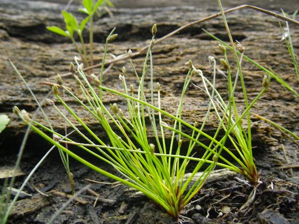 Photo of Isolepis cernua by Jeff Bertoia