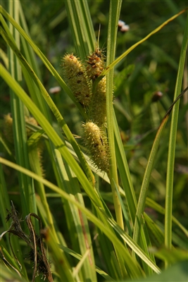 Photo of Carex frankii by A. A.  Reznicek