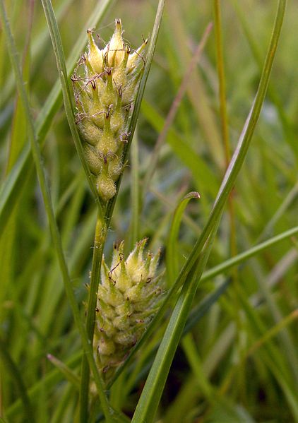 Photo of Carex hirta by Creative Commons
