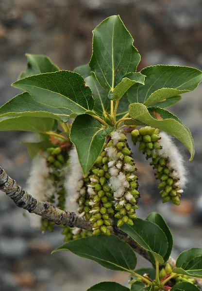 Photo of Populus balsamifera ssp. balsamifera by Virginia Skilton