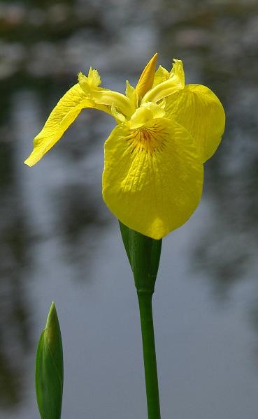 Photo of Iris pseudacorus by Virginia Skilton