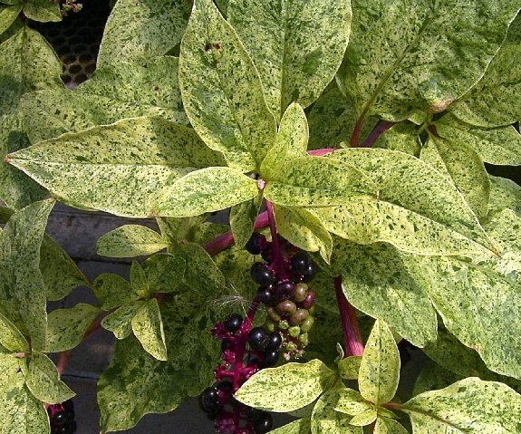 Photo of Phytolacca americana by <a href="http://www.flickr.com/photos/dianesdigitals/">Diane Williamson</a>