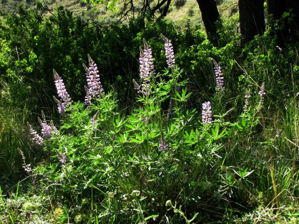 Photo of Lupinus argenteus by Jim Riley
