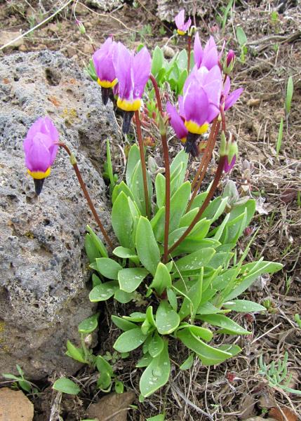 Photo of Dodecatheon conjugens ssp. conjugens by Jim Riley