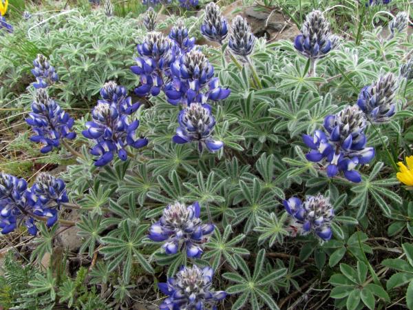 Photo of Lupinus lyallii by Jim Riley