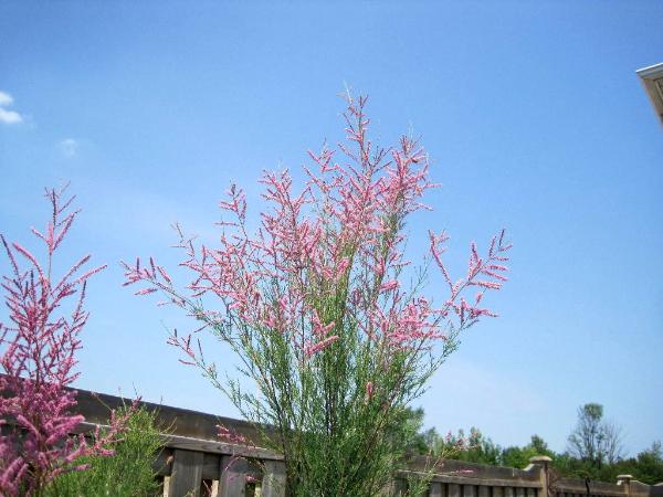 Photo of Tamarix ramosissima by <a href="http://www.flickr.com/photos/dianesdigitals/">Diane Williamson</a>