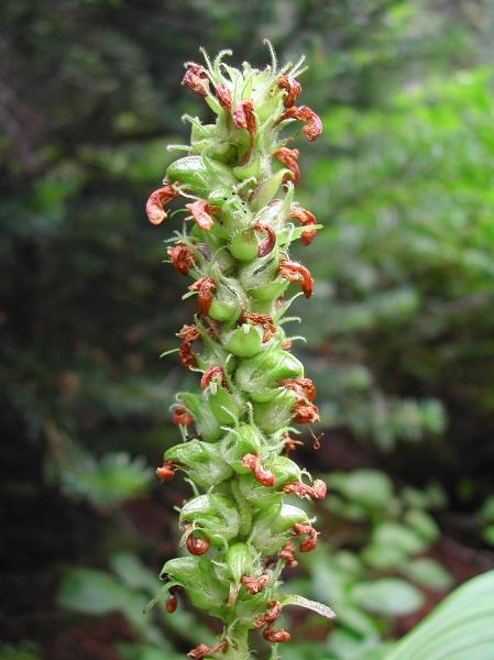 Photo of Pedicularis bracteosa var. bracteosa by <a href="http://www.ece.ubc.ca/~ianc/">Ian Cumming</a>