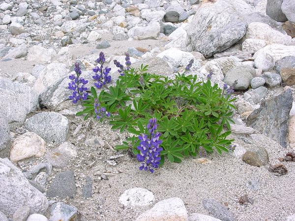 Photo of Lupinus arcticus by Province of British Columbia (Bill Jex)