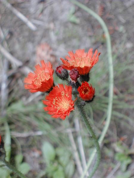 Photo of Pilosella aurantiaca by <a href="http://edleymapsandgraphics.com">Mike Edley</a>