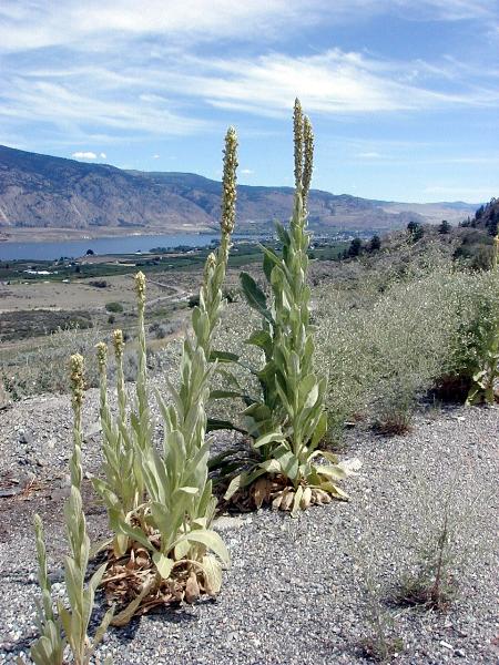 Photo of Verbascum thapsus by <a href="http://edleymapsandgraphics.com">Mike Edley</a>