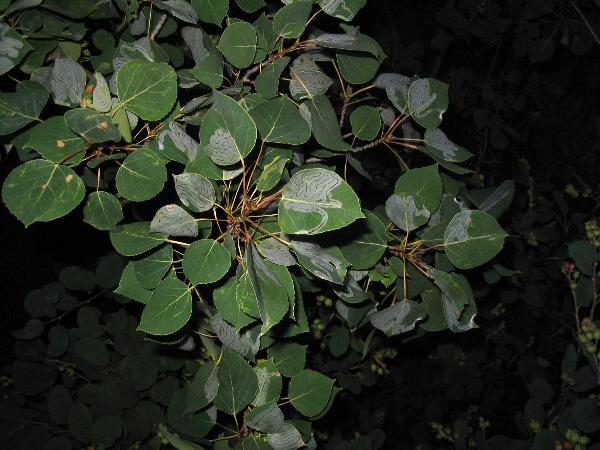 Photo of Populus tremuloides by Phil Henderson