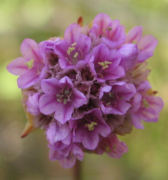 Photo of Armeria maritima ssp. sibirica by Virginia Skilton