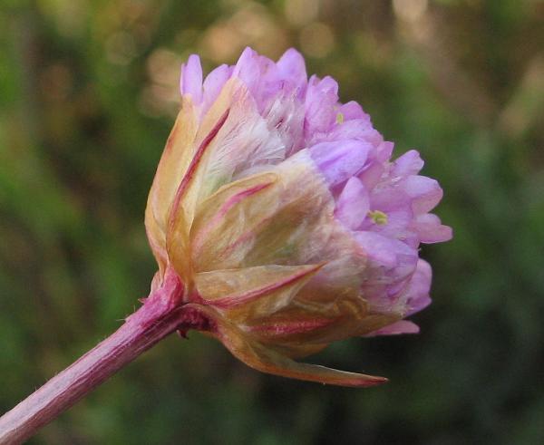 Photo of Armeria maritima ssp. sibirica by Virginia Skilton