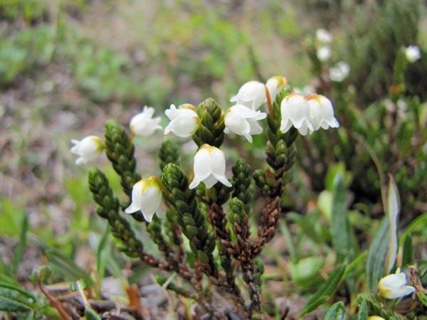 Photo of Cassiope tetragona ssp. saximontana by Jim Riley