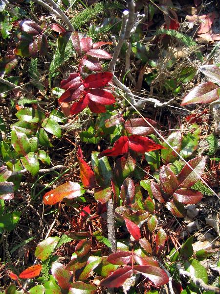 Photo of Berberis aquifolium by Phil Henderson