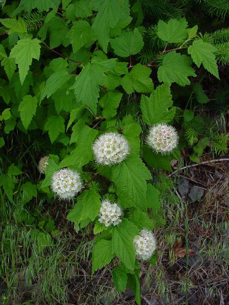 Photo of Physocarpus capitatus by Province of British Columbia (Bill Jex)