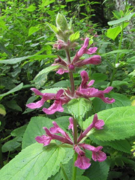 Photo of Stachys chamissonis var. cooleyae by Jim Riley