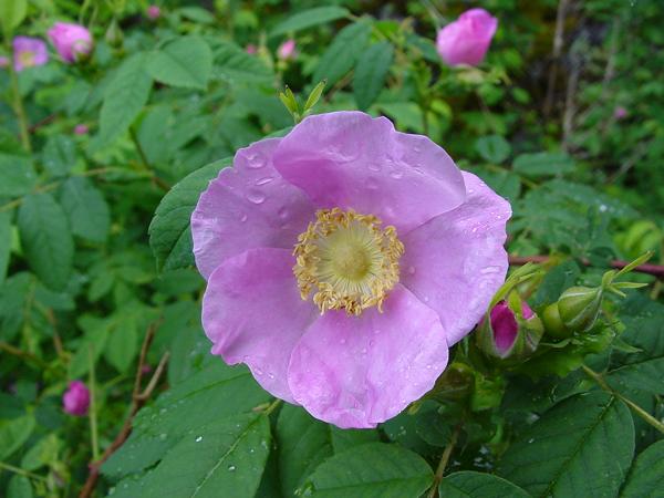 Photo of Rosa nutkana var. nutkana by Province of British Columbia (Bill Jex)