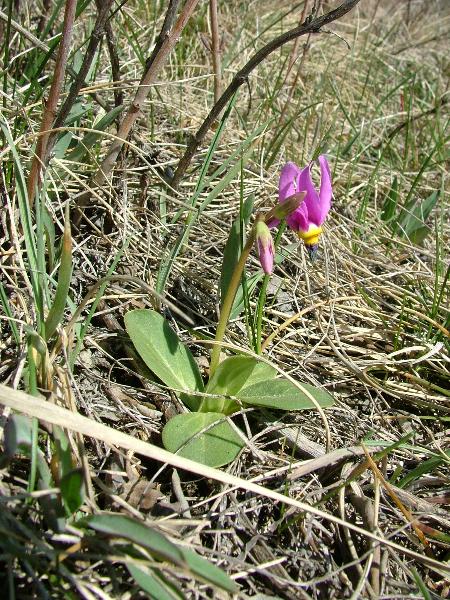 Photo of Dodecatheon conjugens by Jamie Fenneman