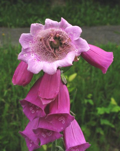 Photo of Digitalis purpurea by Virginia Skilton