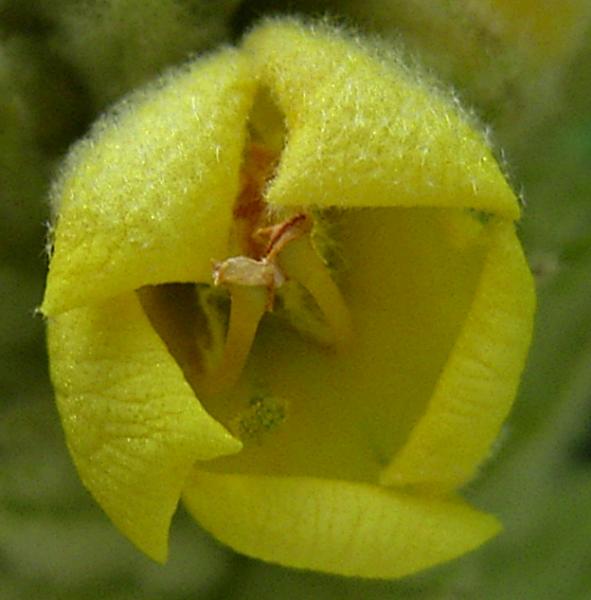 Photo of Verbascum thapsus by <a href="http://www.flickr.com/photos/dianesdigitals/">Diane Williamson</a>