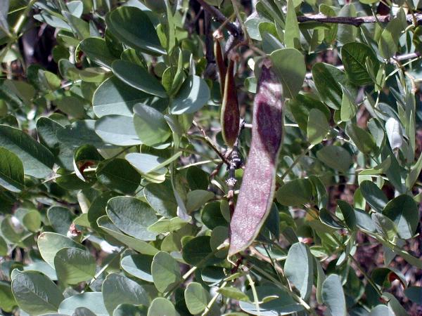 Photo of Robinia pseudoacacia by <a href="http://edleymapsandgraphics.com">Mike Edley</a>