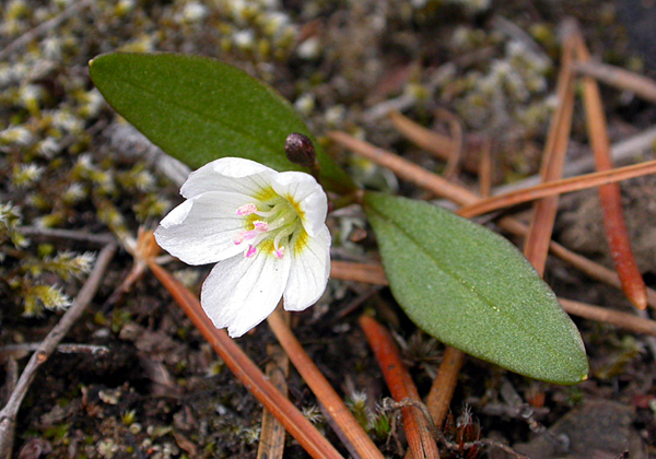 Photo of Claytonia lanceolata by <a href="http://daveingram.ca/">Dave Ingram</a>