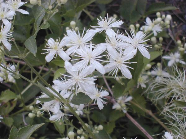 Photo of Clematis ligusticifolia var. ligusticifolia by <a href="http://edleymapsandgraphics.com">Mike Edley</a>